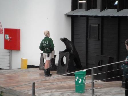 One happy sea lion